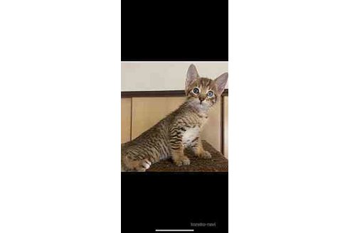 成約済の愛知県のサバンナキャット-68613の2枚目